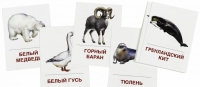 Раздаточные карточки "Животные холодных широт" - «globural.ru» - Апрелевка
