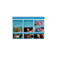 Стенд-планшет светодинамический "Изучение типических патологических процессов в организмах животных" - «globural.ru» - Апрелевка