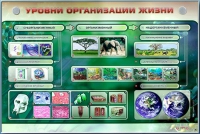 Электрифицированный стенд "Уровни организации жизни" - «globural.ru» - Апрелевка