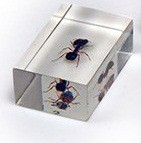 Комплект микропрепаратов для стереомикроскопа - «globural.ru» - Апрелевка