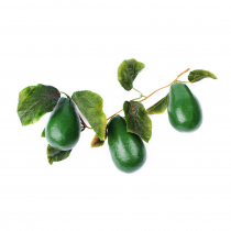 Муляж "Ветка авокадо" - «globural.ru» - Апрелевка