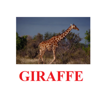 "Wild Animals-1" ("Дикие животные-1") английские карточки Домана - «globural.ru» - Апрелевка