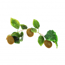 Муляж "Ветка киви" - «globural.ru» - Апрелевка