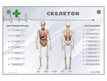 Электрифицированный стенд-тренажер "Скелетон" - «globural.ru» - Апрелевка