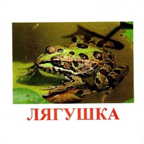 Карточки Домана "Амфибии и рептилии" - «globural.ru» - Апрелевка