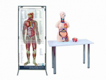 Интерактивный учебный комплекс "Анатомический атлас 3D" - «globural.ru» - Апрелевка
