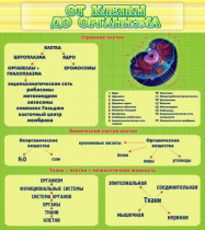 Стенд "От клетки до организма" - «globural.ru» - Апрелевка