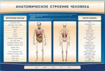 Электрифицированный стенд-тренажер c макетом скелета "Анатомическое строение человека" - «globural.ru» - Апрелевка