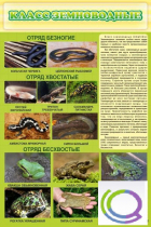 Стенд "Класс земноводные" - «globural.ru» - Апрелевка