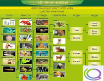 Стенд "Систематика животных" - «globural.ru» - Апрелевка