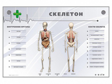 Электрифицированный стенд-тренажер "Скелетон" - «globural.ru» - Апрелевка