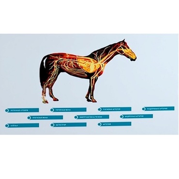 Стенд-планшет светодинамический "Изучение кровеносной системы сельскохозяйственных животных" со сменными панелями - «globural.ru» - Апрелевка