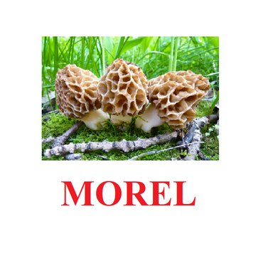 "Mushrooms" ("Грибы") английские карточки Домана - «globural.ru» - Апрелевка