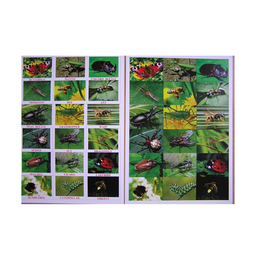 Английское лото "Насекомые" - «globural.ru» - Апрелевка