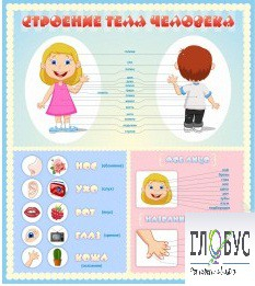 Стенд "Строение человека" для детей - «globural.ru» - Апрелевка