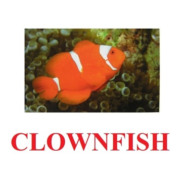 "Fish" ("Рыбы") английские карточки Домана - «globural.ru» - Апрелевка