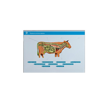 Стенд-планшет светодинамический "Изучение нервной системы сельскохозяйственных животных" со сменными панелями - «globural.ru» - Апрелевка