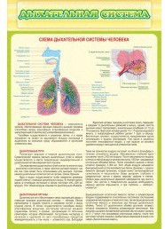 Стенд "Дыхательная система" - «globural.ru» - Апрелевка